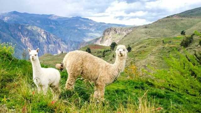 Llamas en los Andes. (Foto: Wikimedia)